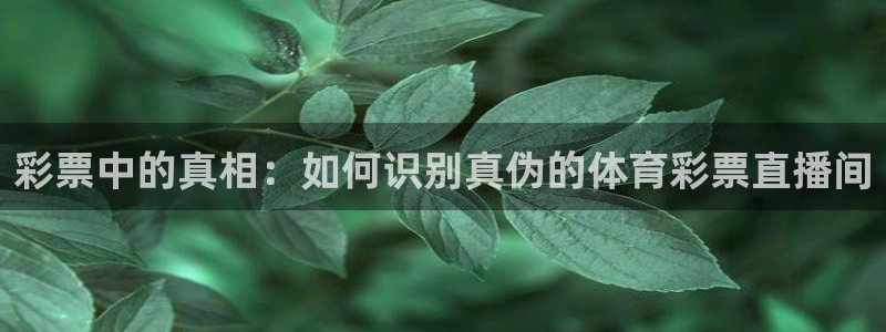 51视频在线直播nba